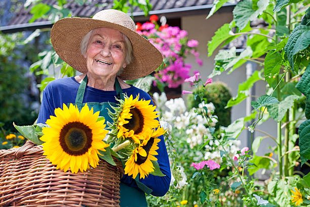Elderly woman walking peacefully through sunflower field at sunrise symbolizing independence and intentional retirement